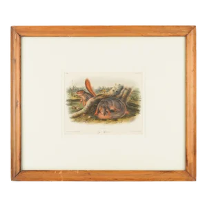 Jay's Squirrel From the “Quadrupeds of North America" by James Audubon, 1848