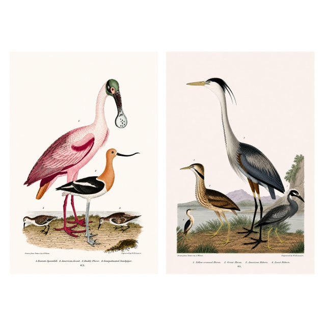 Great Heron & Roseate Spoonbill Diptych, Vintage Art Print Reproduction, 20" X 30" For Sale