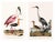 Great Heron & Roseate Spoonbill Diptych, Vintage Art Print Reproduction, 20" X 30" For Sale
