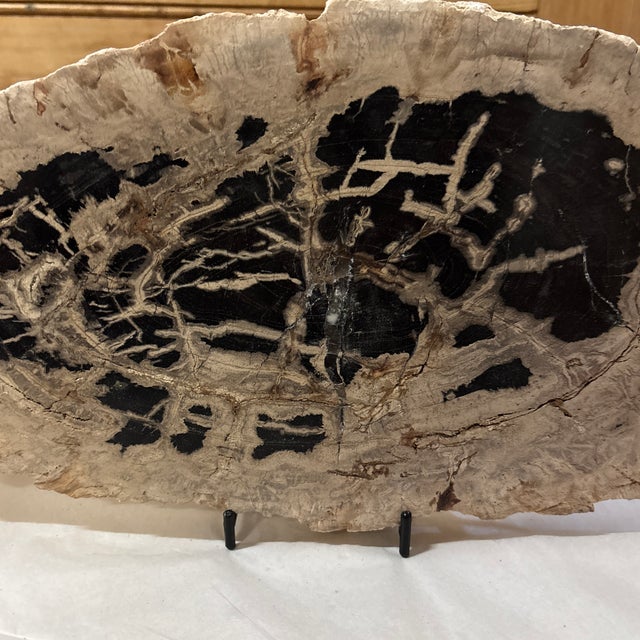 Live Edge Petrified Wood H For Sale - Image 9 of 9