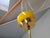 Mid-Century Modern Pendant Lamp in Yellow Metal with Brass and Glass, 1970s For Sale - Image 14 of 18