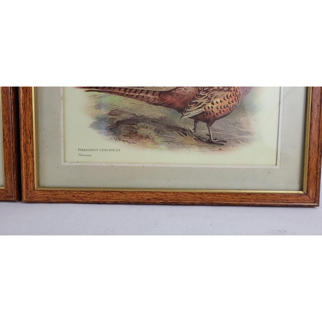 1930s Duck & Pheasant, Prints, 1930s, Framed, Set of 2 For Sale - Image 5 of 8