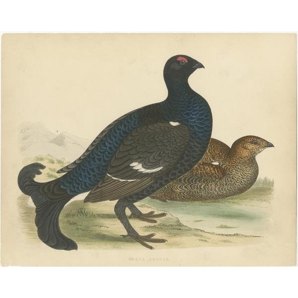 Set of two antique prints titled 'Black Grouse' and 'Red Grouse'. Original old bird prints of a black grouse and red...