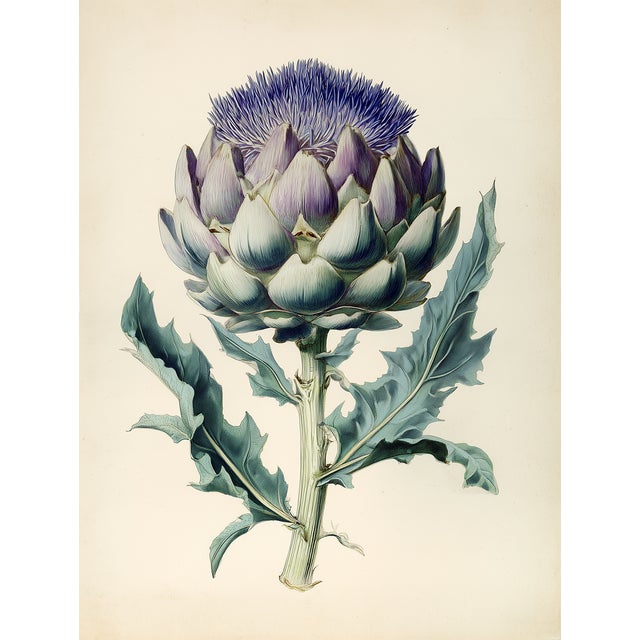 Lovely Romantic 'Cynara Cardunculus' or 'Cardoon' Botanical Print. *Chairish Exclusive From a series of prints; see our...