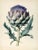 Lovely Romantic 'Cynara Cardunculus' or 'Cardoon' Botanical Print. *Chairish Exclusive From a series of prints; see our...