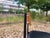 Twen Tripod Chair by Günter Renkel for Rego, 1960s For Sale - Image 14 of 18