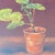 Framed Print "Geranium in a Pot" by Marcus Jacobi For Sale In Sacramento - Image 6 of 12