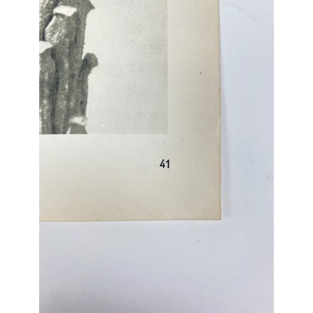 1940s Botanical Blossfeldt Print - No. 41 For Sale - Image 4 of 5