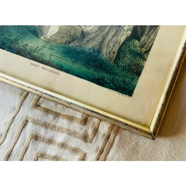 Antique Hand-Colored Lithograph: Gray Squirrel - j.g. Keulemans Nature on Stone For Sale - Image 4 of 6