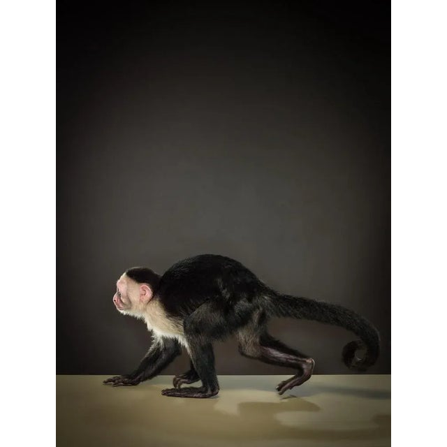 Tim Platt, Capuchin 3, 2014, Limited Edition Fine Art Print For Sale - Image 4 of 6