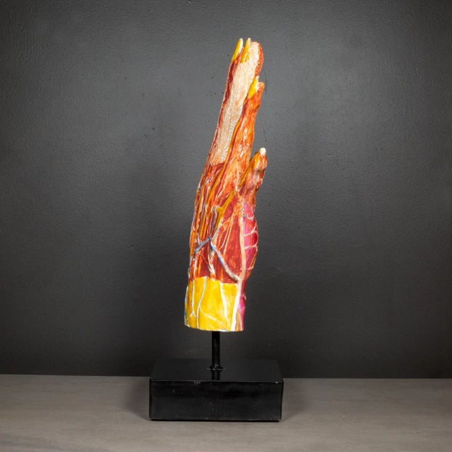 Large Early 20th C. French Medical Hand Model C.1920 For Sale In San Francisco - Image 6 of 8