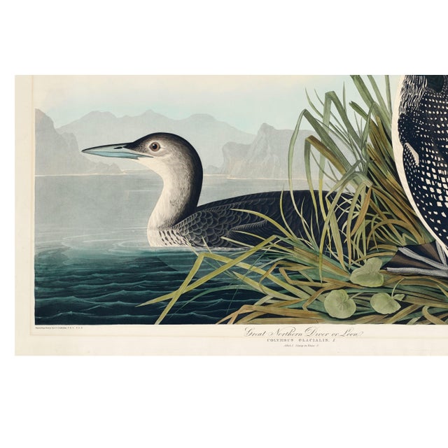 Great Northern Diver or Loon, Vintage Art Print Reproduction From Birds of America by John James Audubon, 60" X 40" For Sale - Image 10 of 11