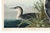 Great Northern Diver or Loon, Vintage Art Print Reproduction From Birds of America by John James Audubon, 60" X 40" For Sale - Image 10 of 11