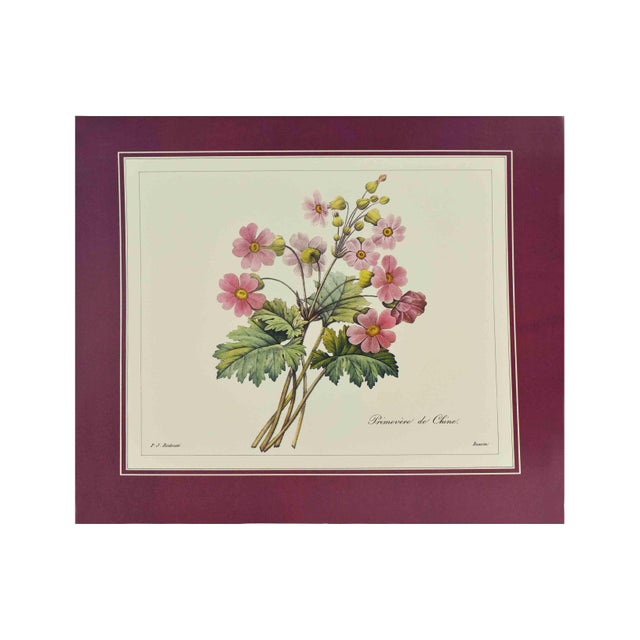 Mid 20th Century p.j. Redoute Botanical Art Prints - Set of 4 For Sale - Image 10 of 16