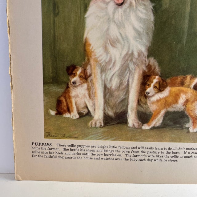 Illustration 1940s Diana Thorne Collie Dog Illustration Print For Sale - Image 3 of 4