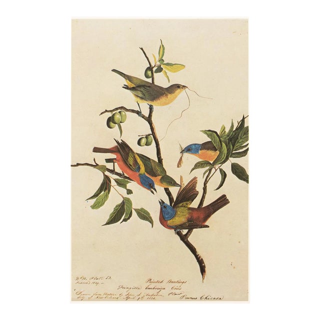 1966 Painted Finch After John J. Audubon, Cottage Print For Sale