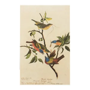 1966 Painted Finch After John J. Audubon, Cottage Print