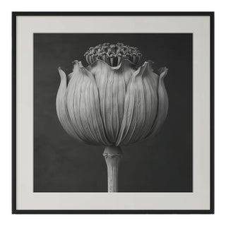 'Poppy Pod Head' No. 2 - Black and White Botanical Photography Print / Karl Blossfeldt For Sale