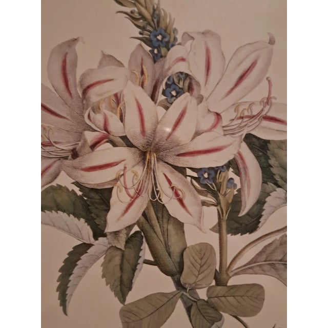 Paper Exquisite Botanical Prints From the Sutton Collection (2) For Sale - Image 7 of 12