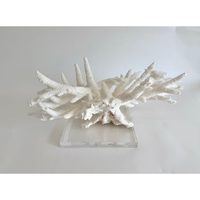 Shell Staghorn Coral on Acrylic Base For Sale - Image 7 of 8