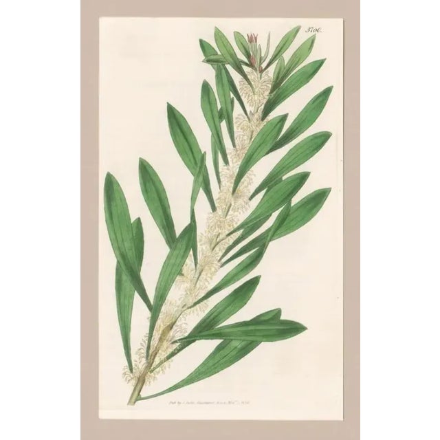 Early 19th century antique handcolored British botanical engraving.