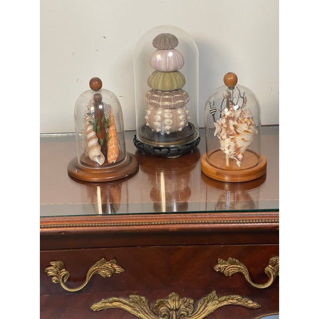 Coastal 1960s 3 Domed Sra Shell Assemblages Marine Soecimens For Sale - Image 3 of 7