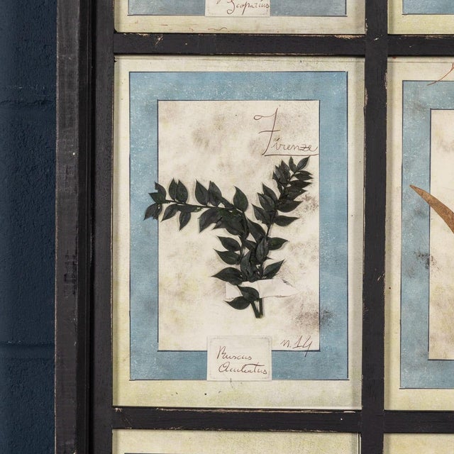 20th Century Italian Large Oak Frame with Pressed Flowers and Herbs, 1950s For Sale - Image 10 of 15