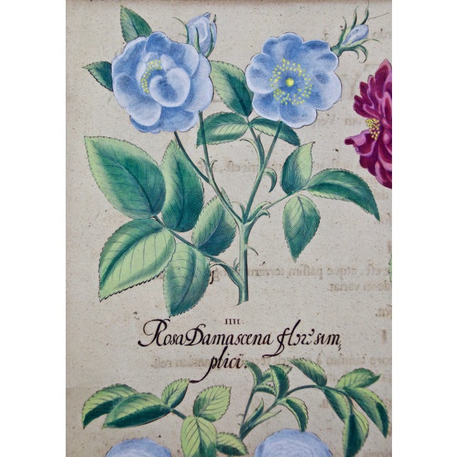 17th Century Red Roses, "Rosa Ex Rubro": A 17th C. Hand-Colored Botanical Engraving by Basilius Besler Besler, 1613 For Sale - Image 5 of 5