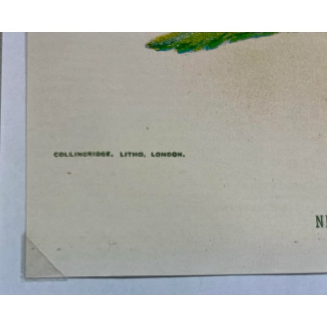 Antique Botanical Print From England Featuring a Vibrant Orangish Red Empress of India Flower With Green Foliage - Circa 1892 For Sale - Image 9 of 10