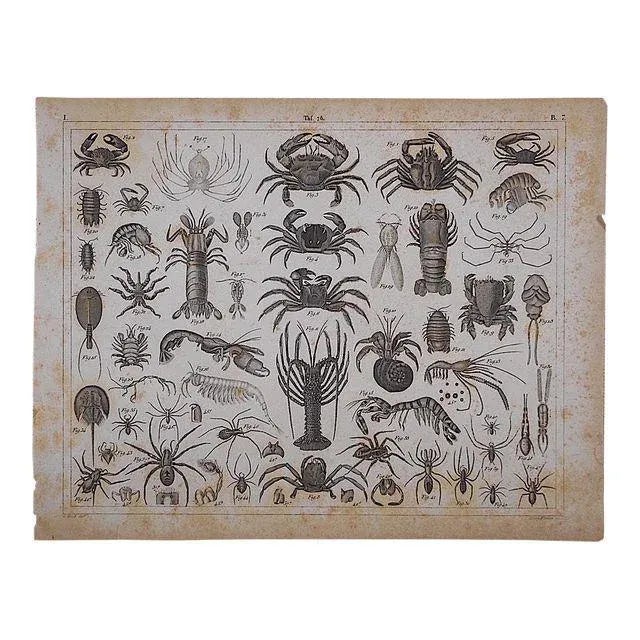 This monochromatic lithograph was printed in the mid 19th century. It depicts crustaceans. Printed on one side only....