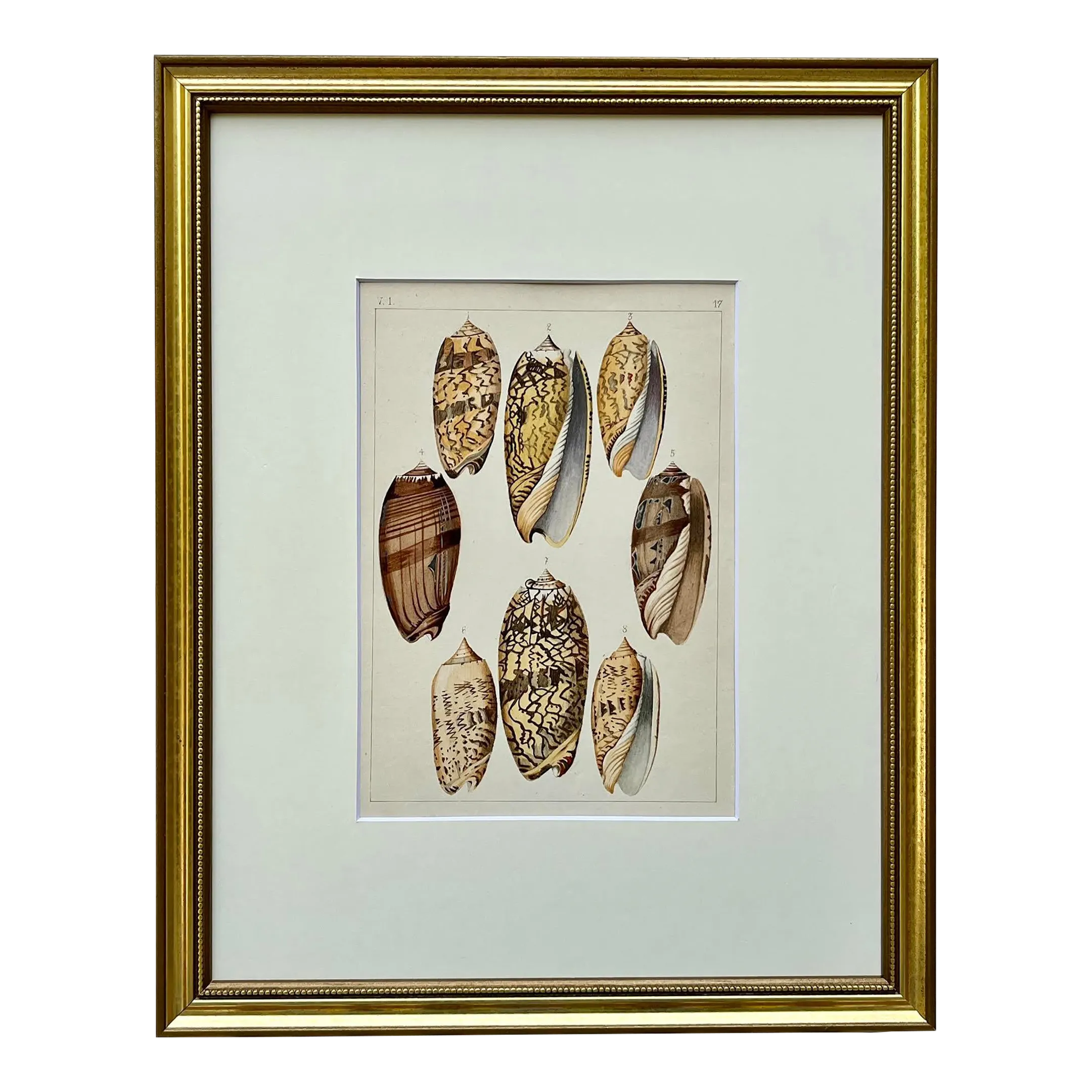 Rare Antique Hand Colored Print of Olive Sea Shells by F. H.