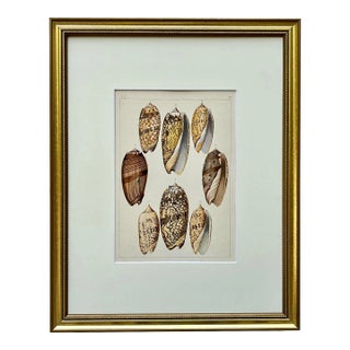 Rare Antique Hand Colored Print of Olive Sea Shells by F. H. Martini Circa 1850 For Sale