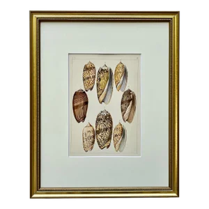 Rare Antique Hand Colored Print of Olive Sea Shells by F. H. Martini Circa 1850