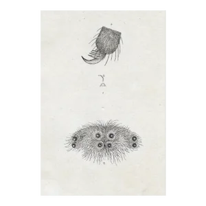 19th Century Insect Engraving