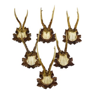 Antique Collection of Six Roe Deer Trophies, Germany Ca. 1890s / 1900s For Sale