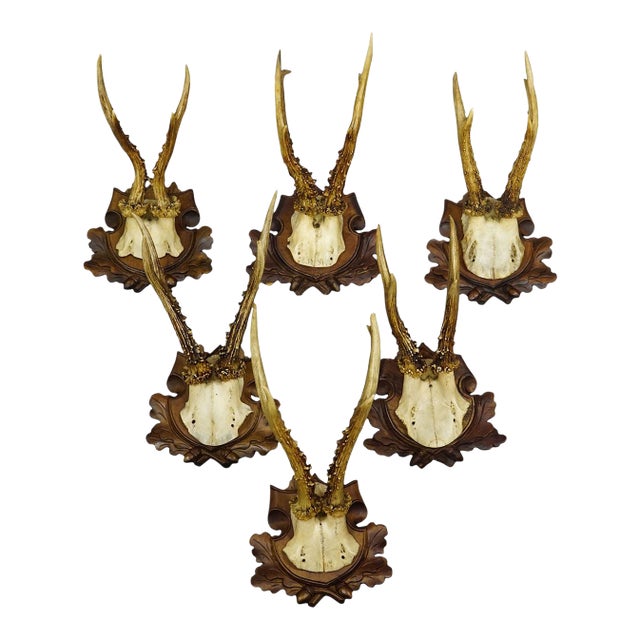 Antique Collection of Six Roe Deer Trophies, Germany Ca. 1890s / 1900s For Sale