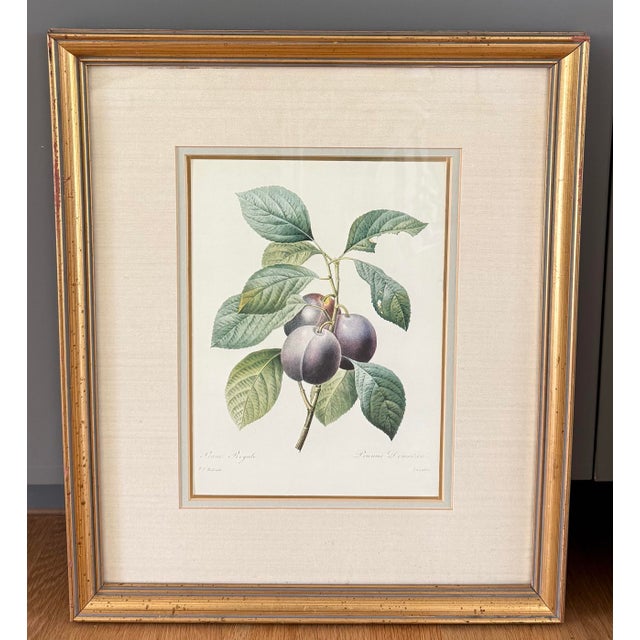 Pair of mid century framed botanical fruit prints in gold wood frames. Original illustrations by the french artist Pierre-...