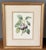 Pair of mid century framed botanical fruit prints in gold wood frames. Original illustrations by the french artist Pierre-...