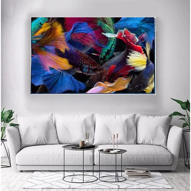 Color Photograph of a Several Beta Fish swimming on black. Printed on Archival Fine Art Paper.