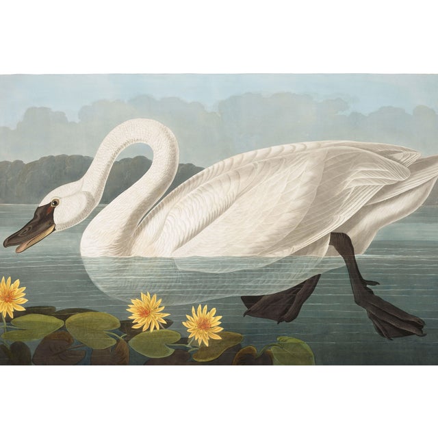 A graceful study from John James Audubon's celebrated Birds of America collection, featuring the majestic Common American...