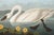 A graceful study from John James Audubon's celebrated Birds of America collection, featuring the majestic Common American...