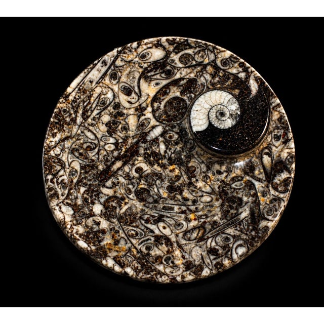 Gemstone Pair Ammonite Plates Natural Fossil 4.5" For Sale - Image 7 of 15