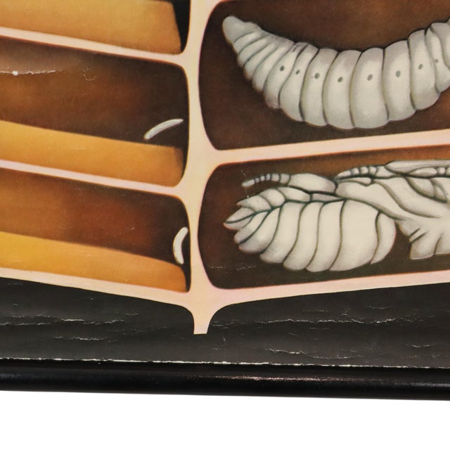 Large Vintage The Honeybee School Chart, 1968 For Sale - Image 10 of 14
