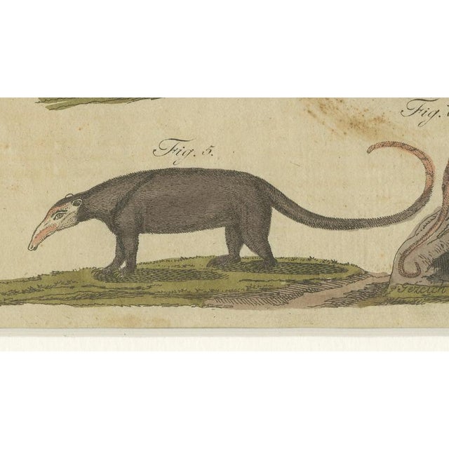 Paper Bertuch, Monkeys & South American Anteaters, 1800, Engraving For Sale - Image 7 of 10