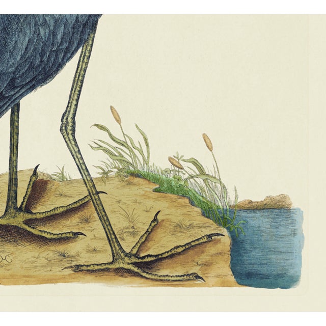 American Mark Catesby Reproduction of Little Blue Heron, Plate 76 For Sale - Image 3 of 3