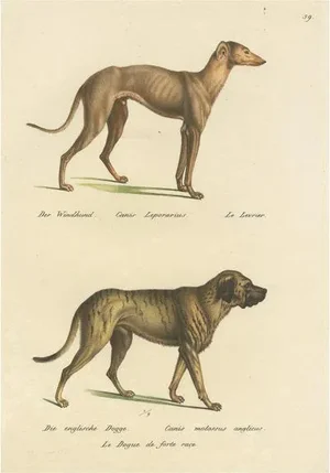 Greyhound and English Greyhound Dog, 1824