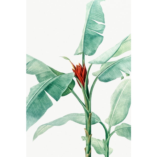 Scarlet Banana Illustration, Vintage Botanical Art Print Reproduction, 24" X 36" For Sale In Buffalo - Image 6 of 10