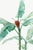 Scarlet Banana Illustration, Vintage Botanical Art Print Reproduction, 24" X 36" For Sale In Buffalo - Image 6 of 10