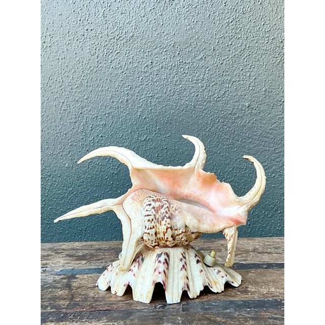 Contemporary Vintage Spiked Shell Vanity Lamp For Sale - Image 3 of 12