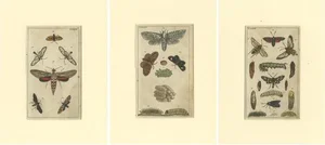 Butterfly and Caterpillars and Pupae, Paper, Set of 3